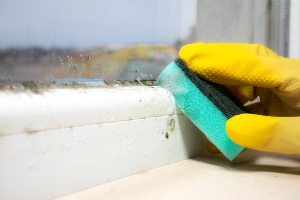 Office Mold Removal Services in Middletown, PA