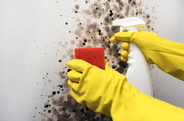 Best Toxic Mold Removal  in Middletown, PA